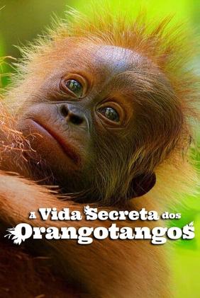 A Vida Secreta dos Orangotangos